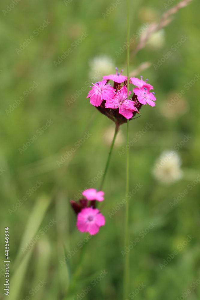 Dianthus cruentus in bloom in the meadow. Close-up of Pink wiild dianthus Dianthus cruentus in bloom in the meadow. Close-up of Pink wiild dianthus