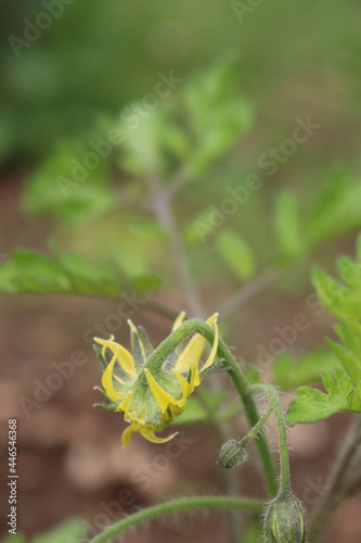 Close-up of yellow tomato flowers in the garden. Solanum lycopersicum in bloom