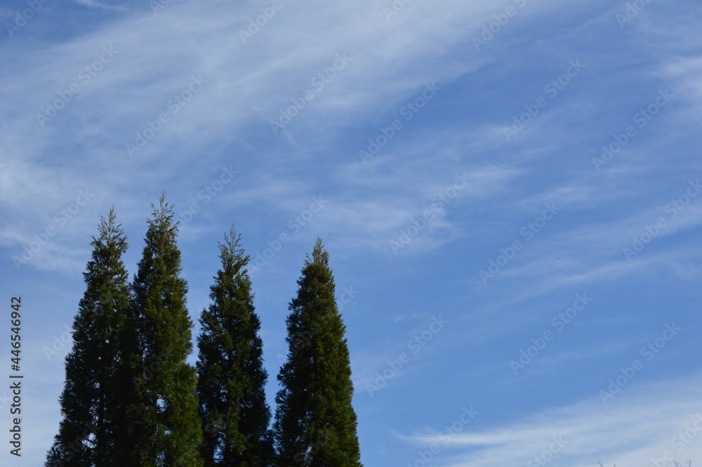Cypresses and the blue sky in autumn Cypresses and the blue sky in autumn