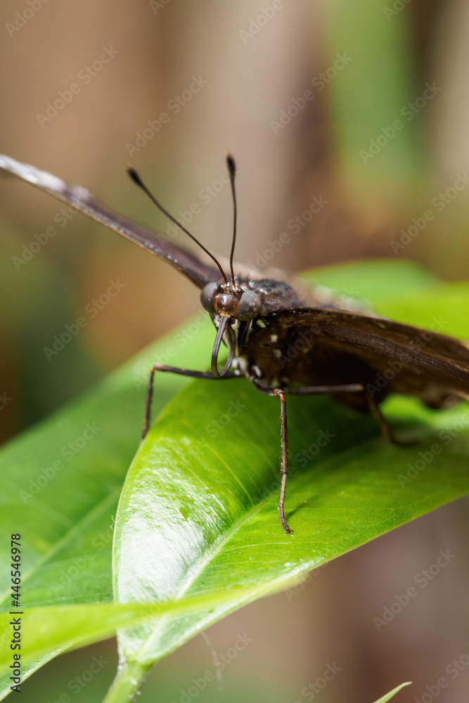 Obraz premium A tropical black butterfly sitting on a leaf.
