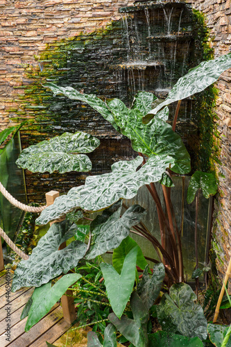 Large green leaves on a plant with a waterfall in the corner of the room.