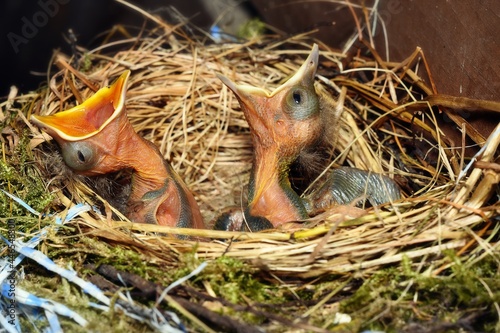 baby birds in nest