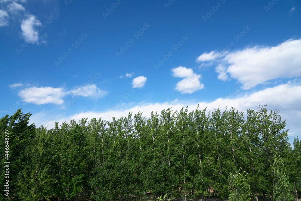 A row of poplar trees under a sunny cloudy sky