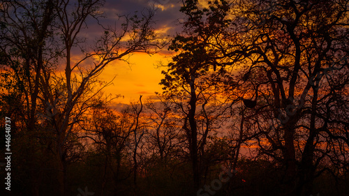 sunset in the forest