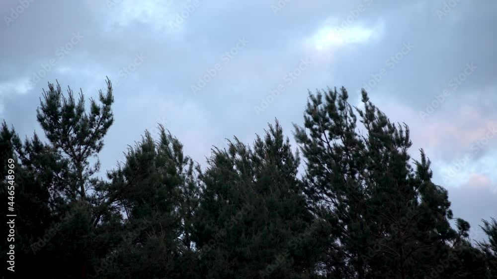 Trees Swaying In Strong Wind In Rozewie, Poland - low angle shot