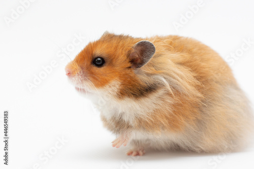 Syrian hamster on a white background