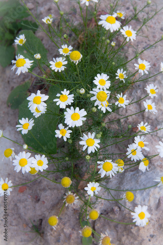 daisies in a field