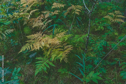 background with thickets of paporotnik in a green forest. photo