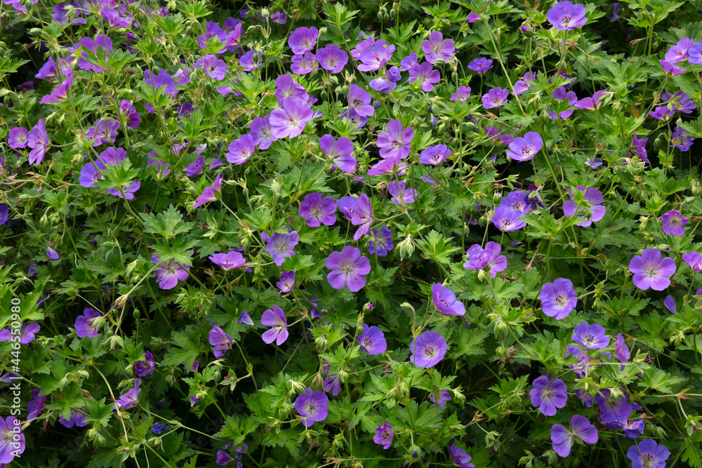 purple white Petunia Hybrid Flowers bloom beautifully ornamental garden background