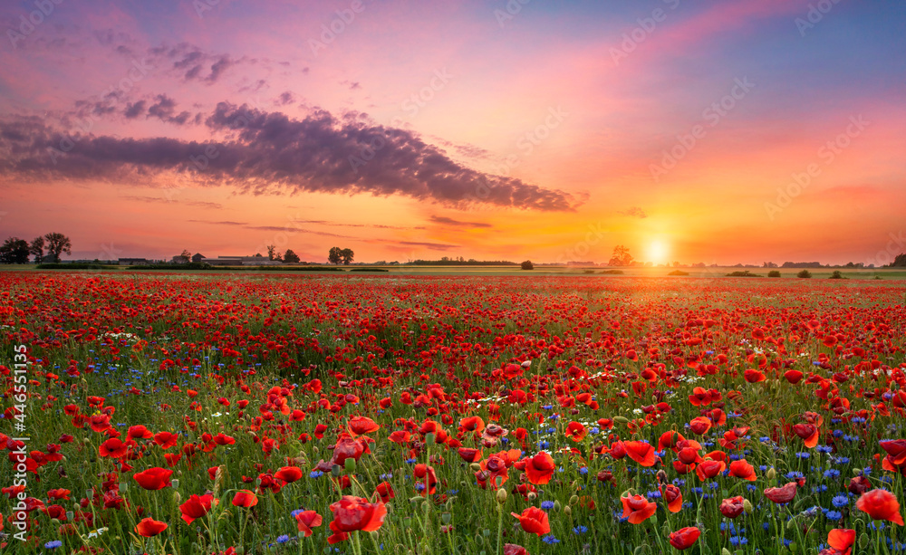 Obraz premium Beautiful sunrise over red poppies field