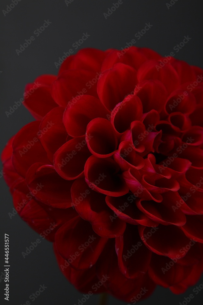 다알리아 꽃사진 다알리아 꽃사진