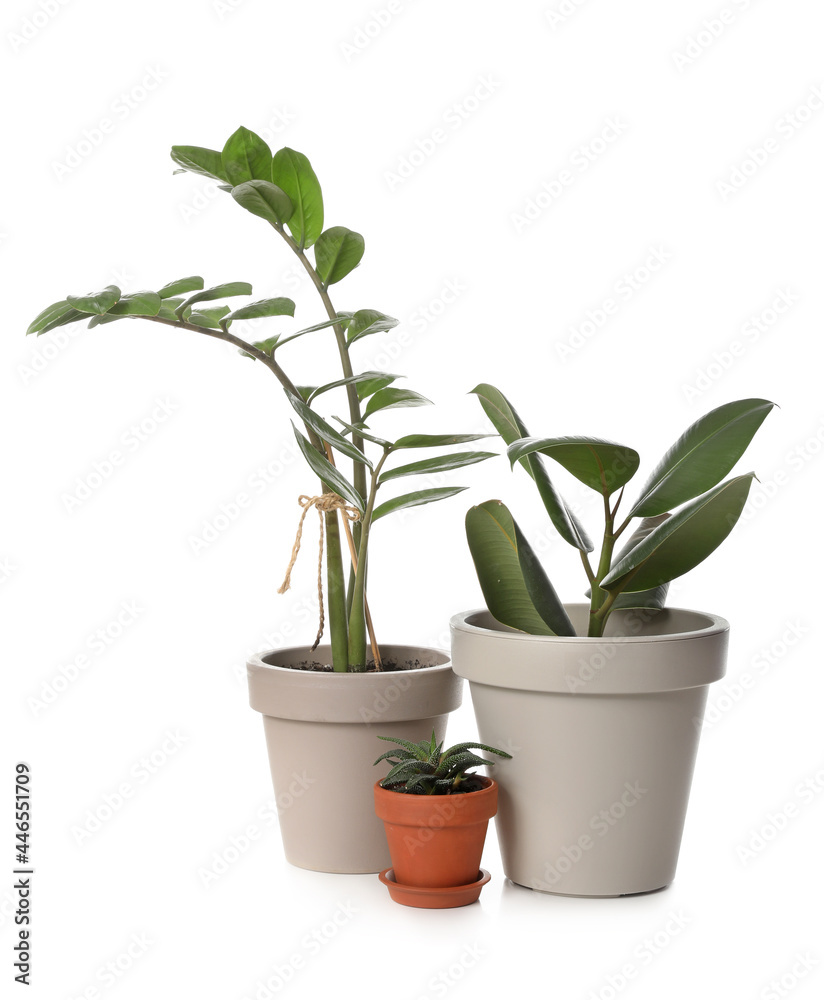 Fototapeta premium Houseplants in pots on white background