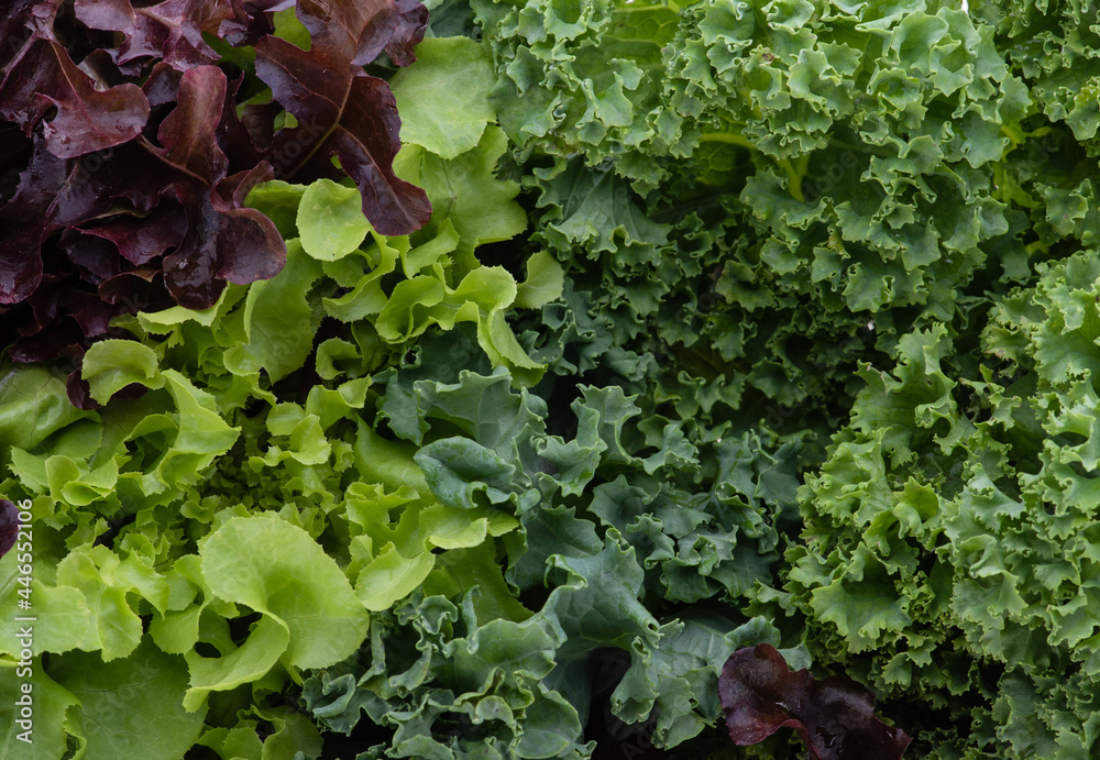 Kale leaf salad vegetable isolated on background Kale leaf salad vegetable isolated on background