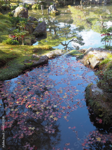 紅葉の浮かぶ川のある庭園