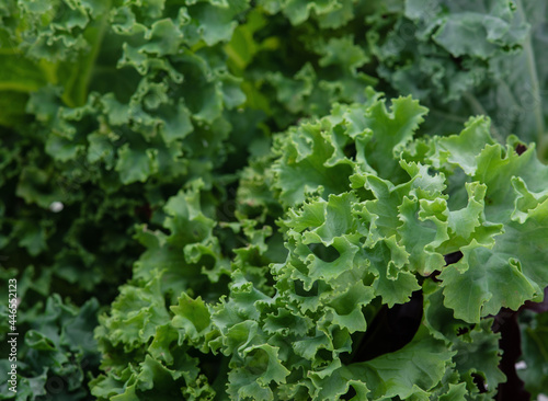 Kale leaf salad vegetable isolated on background