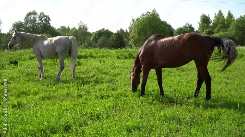 Good pasture contains most of the nutrition a horse requires to be healthy. Good pasture contains most of the nutrition a horse requires to be healthy.