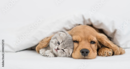 Sleepy English Cocker spaniel puppy hugs kitten. Pets sleep together under white warm blanket on a bed at home. Empty space for text