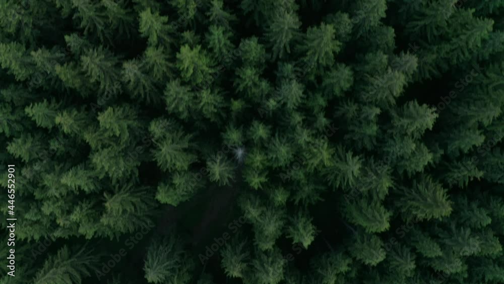 Top Down View Of Coniferous Forest In Frumoasa, Harghita County, Romania - aerial drone shot Top Down View Of Coniferous Forest In Frumoasa, Harghita County, Romania - aerial drone shot