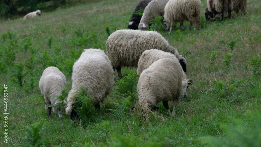Sheep graze grass in natural environment - (4K) Sheep graze grass in natural environment - (4K)