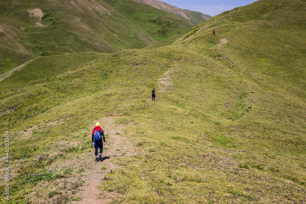 Three hikers climbing up the grassy hill together on summer during  sunny clear day, rear view. Hiking, traveling with backpack, vacations, summer holidays concept. Faces not seen.