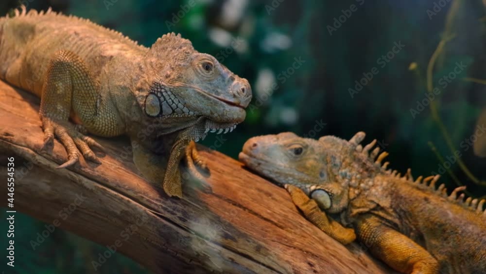 two iguanas were resting on a log after eating two iguanas were resting on a log after eating
