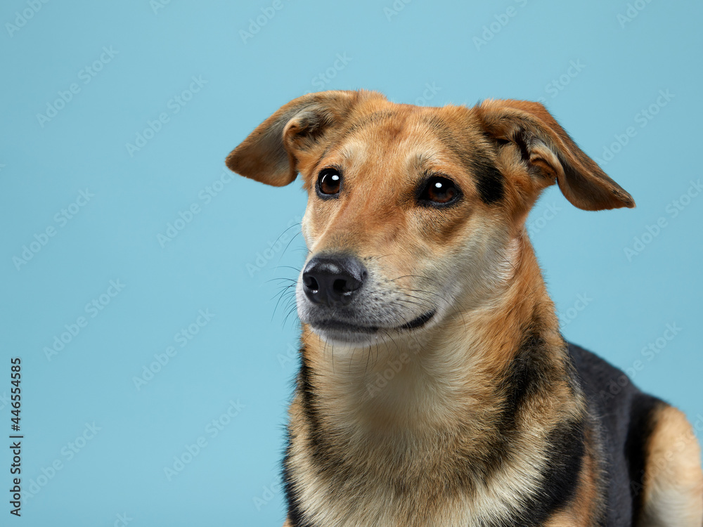 mix dog in studio. pet on blue background.