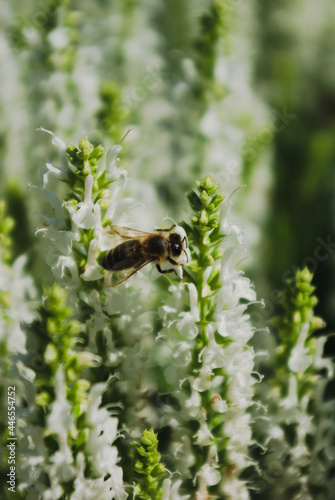 bee on a flower © Daniel Paweł