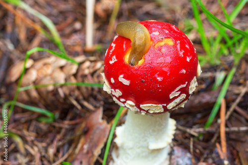 Slug eating on a toadstool photo