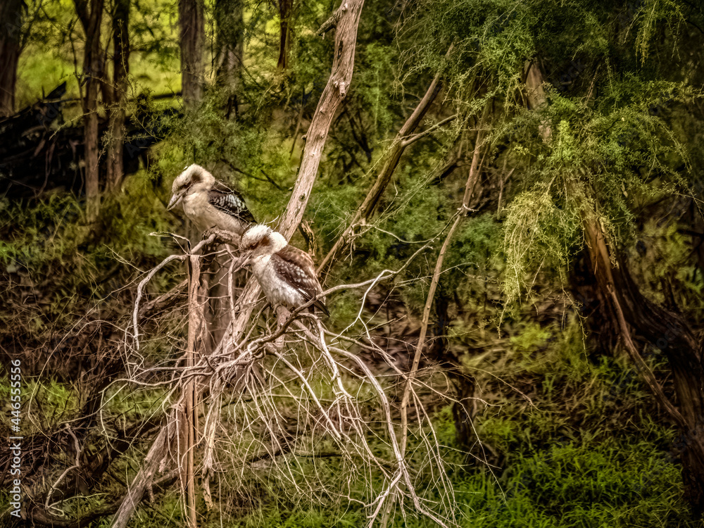 Fototapeta premium Twin Kookaburras
