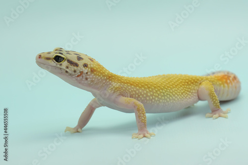 A leopard gecko  Eublepharis macularius  is posing in a distinctive style.