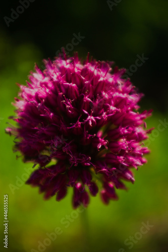 close up of a flower