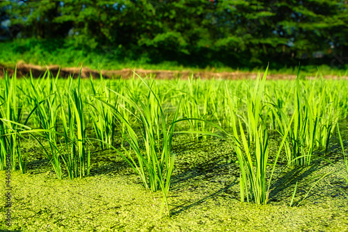 日本の水田で稲が育っている風景（2021年7月18日）