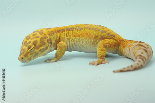A leopard gecko  Eublepharis macularius  is posing in a distinctive style.