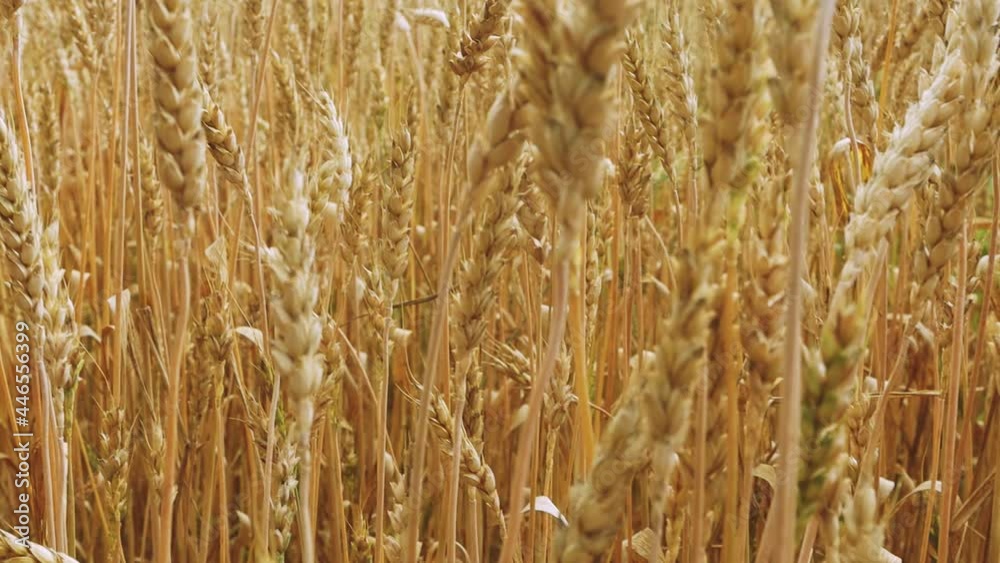 A large yellow field with golden spikelets on a sunny day. Wheat harvest ready to harvest. Spikelets close up. A large yellow field with golden spikelets on a sunny day. Wheat harvest ready to harvest. Spikelets close up.