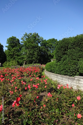 Close up of orange or peach blooming flowers of rose bushes on a summer sunny day. Green trees on the back. Clear blue sky. Kadriorg park  Tallinn  Estonia