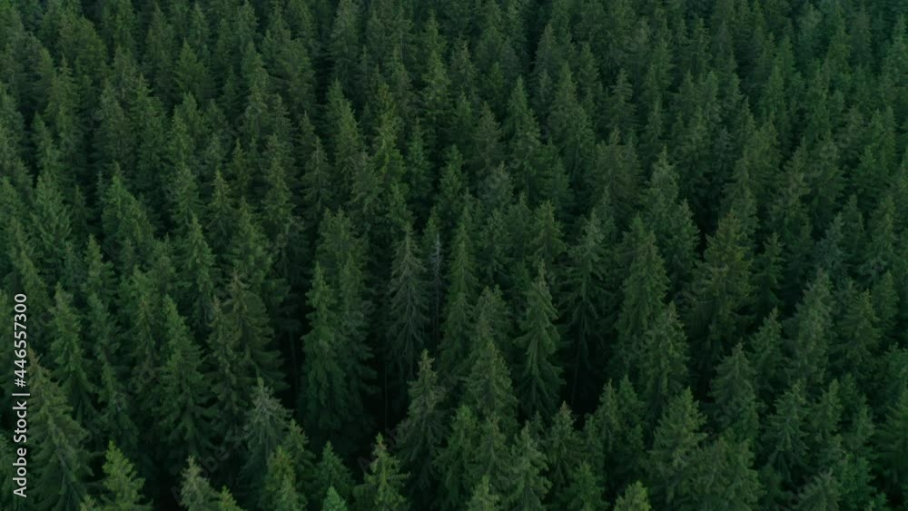 Flying over the beautiful green pine forest of Frumoasa Dam, Romania - Aerial Flying over the beautiful green pine forest of Frumoasa Dam, Romania - Aerial