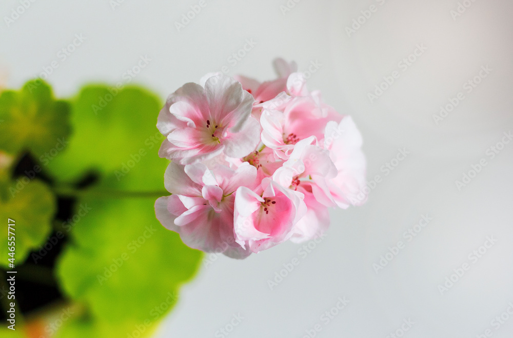 White background - geranium with pink flowers. Focus on colors. Place to write White background - geranium with pink flowers. Focus on colors. Place to write