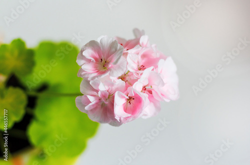 White background - geranium with pink flowers. Focus on colors. Place to write