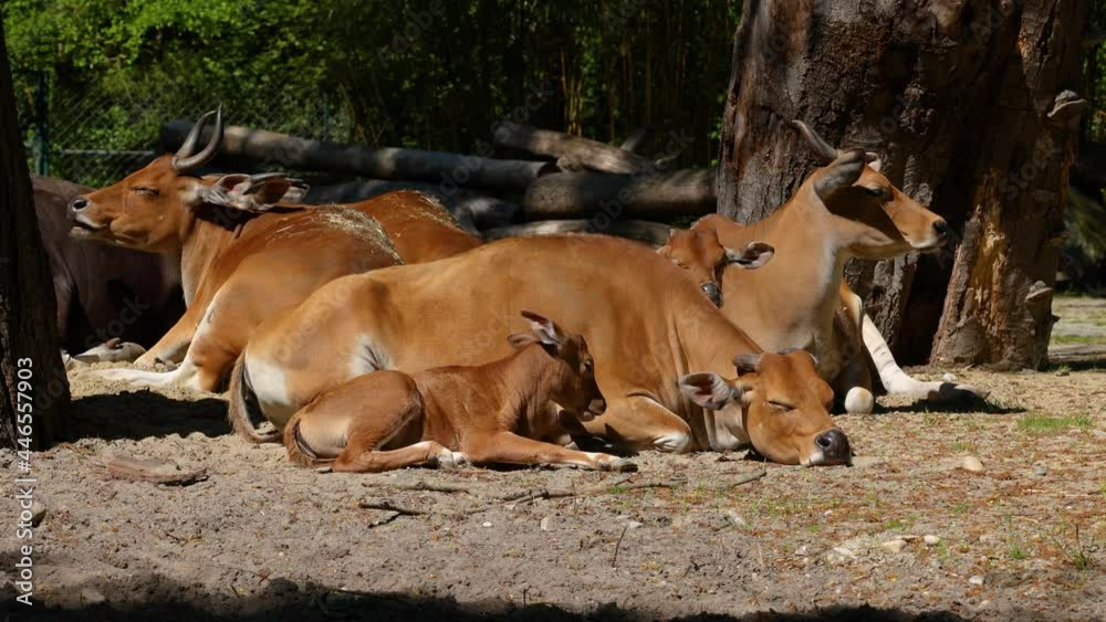 Family of Banteng, Bos javanicus or Red Bull. It is a type of wild cattle But there are key characteristics that are different from cattle and bison: a white band bottom in both males and females. Family of Banteng, Bos javanicus or Red Bull. It is a type of wild cattle But there are key characteristics that are different from cattle and bison: a white band bottom in both males and females.