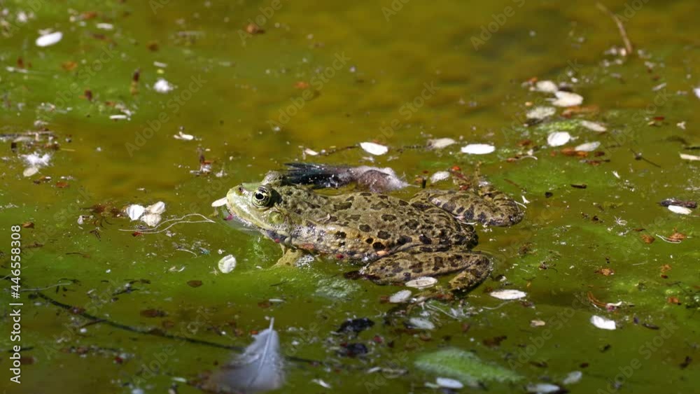 Common frog, Rana temporaria, single reptile croaking in water, also known as the European common frog or European grass frog is a semi-aquatic amphibian of the family Ranidae Common frog, Rana temporaria, single reptile croaking in water, also known as the European common frog or European grass frog is a semi-aquatic amphibian of the family Ranidae