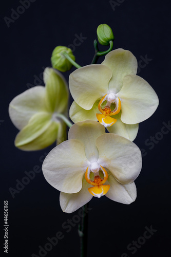 yellow orchid on black background