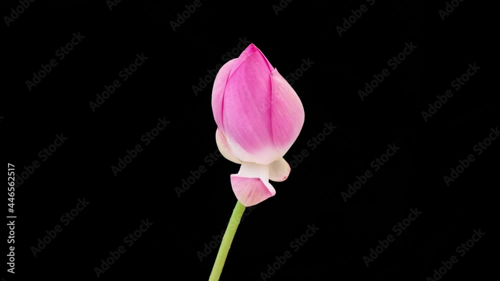 4K time Lapse footage of blooming pink lotus flower from bud to full blossom isolated on black background, close up b roll shot side view zoom out effect.