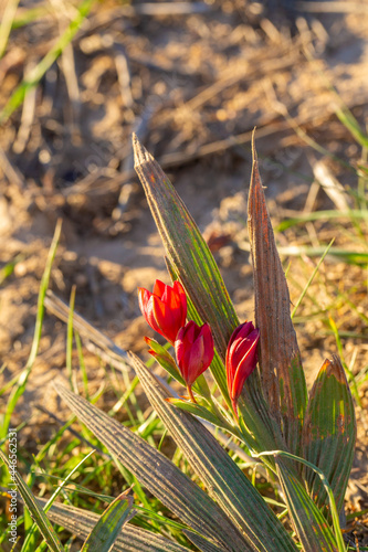 The red flowering Babiana villosa in natural habitat close to Tulbagh in the Western Cape of South Africa photo