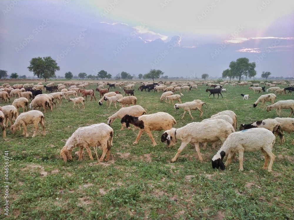 Fototapeta premium A herd of black and white sheep grazing in the field during sunset.
