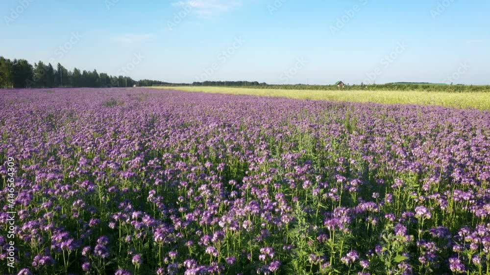 Flying Over Purple Bright Flowers Planted In A Rural Field Flying Over Purple Bright Flowers Planted In A Rural Field