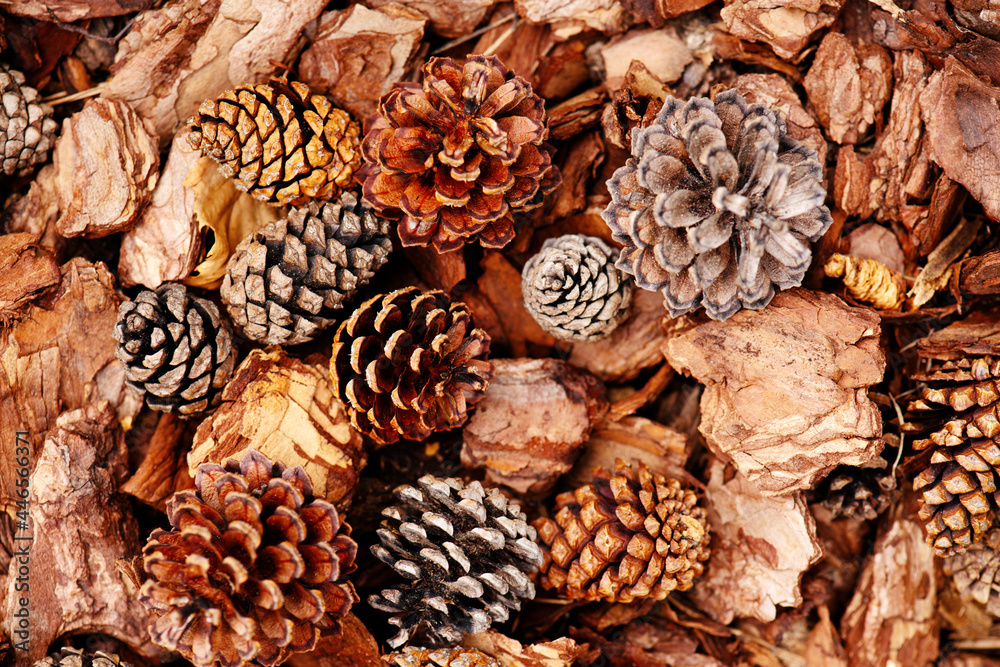Organic mulch of bark and cones, natural background Organic mulch of bark and cones, natural background