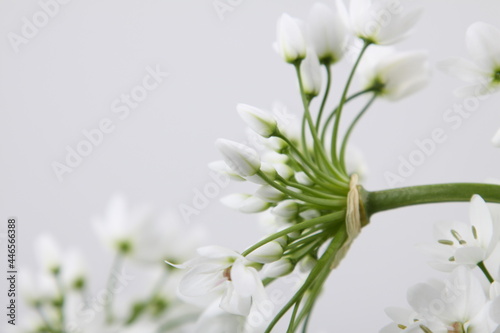 흰색 호아니 꽃사진