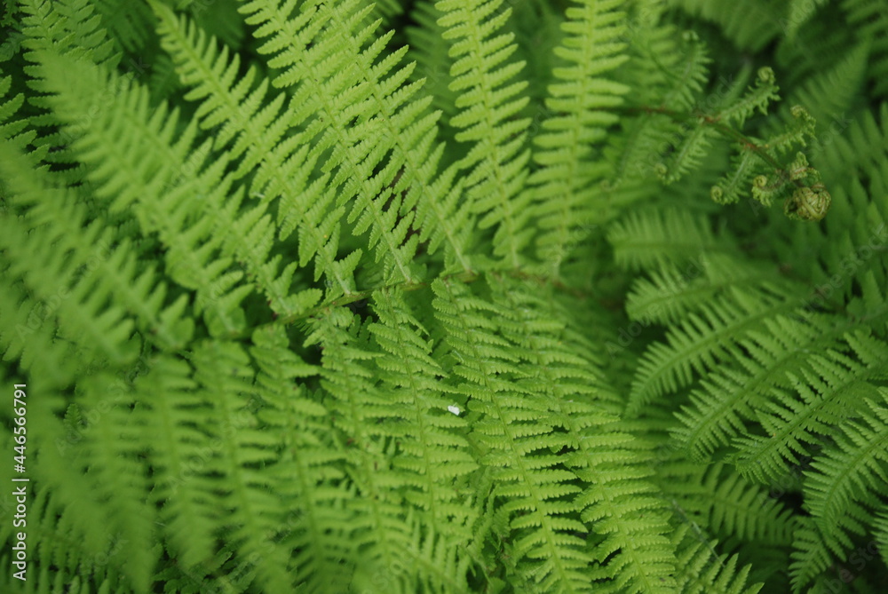 Green wide and long fern leaves. Polypodiophyta with many actual leaves growing from a single root. Long stems with many shoots with leaves.