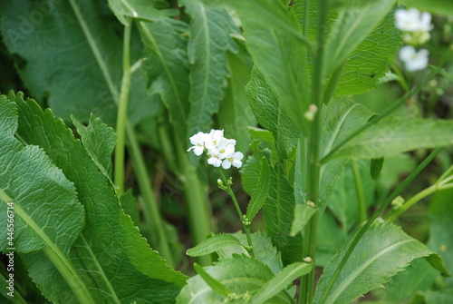 Small white horseradish flowers. On thin green stems, many white-yellow open flowers of Horseradish, lat. Armoracia rusticana. Flowers and leaves in the rays of the summer sun.