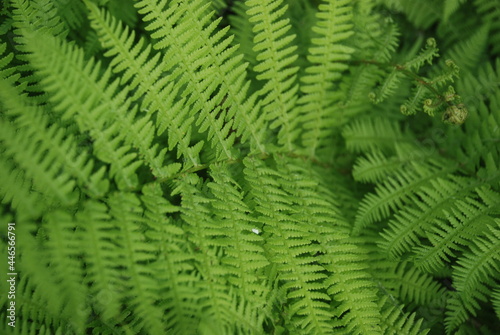 Green wide and long fern leaves. Polypodiophyta with many actual leaves growing from a single root. Long stems with many shoots with leaves.
